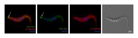 Subpellicular Microtubule Plus End Dynamics Revealed By Eb Cells