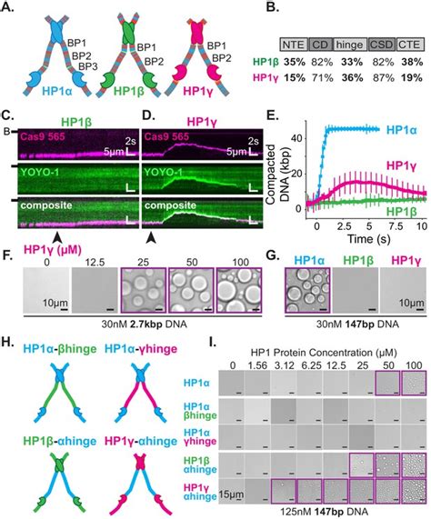 Figures And Data In HP1 Proteins Compact DNA Into Mechanically And