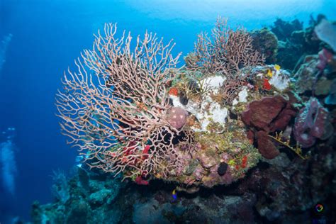 State Of The Reef Address Urgent Need For Action To Protect Coral