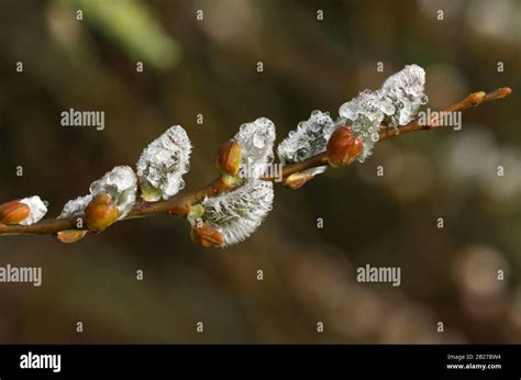 A Branch Of Pretty Pussy Willow Salix Caprea Covered In Raindrops Stock Photo Alamy