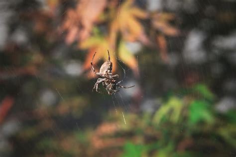 Premium Photo | Close-up of spider on web