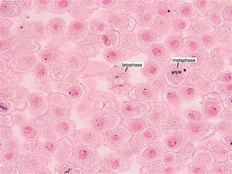 13th View Of Whitefish Blastula With Mitosis Stages Labele Flickr