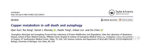 Autophagy 综述︱广州医科大学陈鑫团队总结铜与细胞死亡关系 知乎