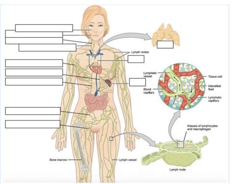 Lymph Diagram Quizlet