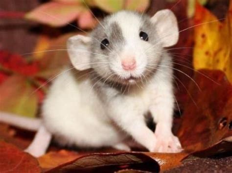 Baby Rat Cutest Paw Baby Rats Cute Animals Cute Baby Animals