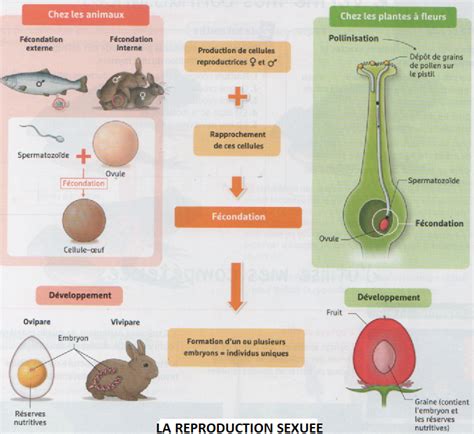 Schéma Bilan La Reproduction Sexuée Ressources 4ème College Pyrenees