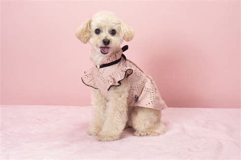 犬に洋服は不要？必要？犬に服を着せるメリットデメリット 【公式】ピュアラックス（pureluxe）無添加ドッグフード・キャットフード通販