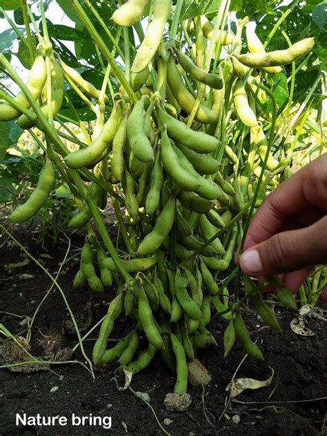 Growing Edamame Best Varieties Planting Guide Care