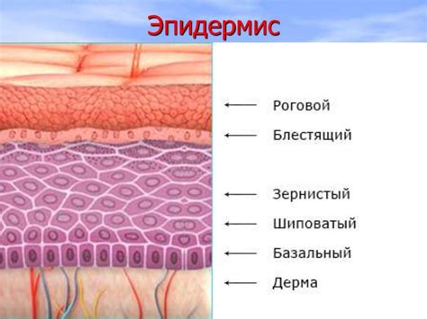 Все про кондиломы на члене у мужчин: как выглядят, как лечить