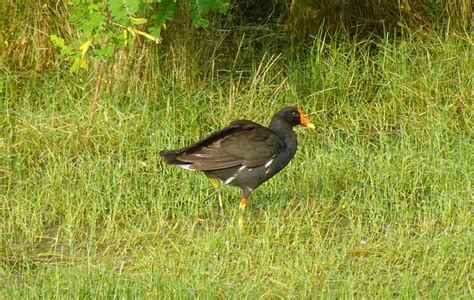 Moorhen Bird Meadow Common - Free photo on Pixabay - Pixabay