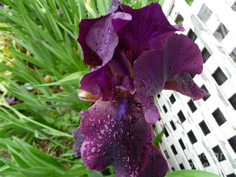 Deep Purple Bearded Iris Photograph By Lingfai Leung Fine Art America