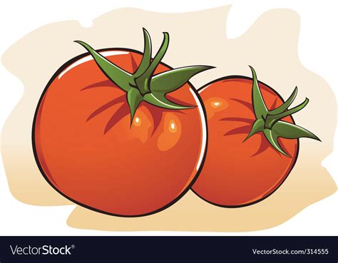 Tomato Royalty Free Vector Image VectorStock