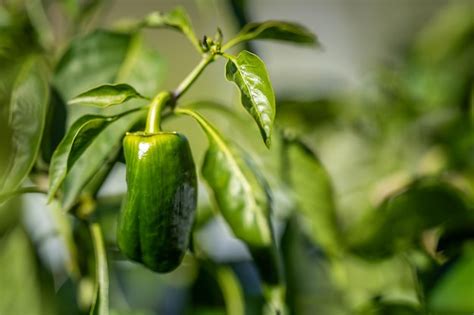 Premium Photo Capsicum Plant In Vegetable Garden In Australia In Spring