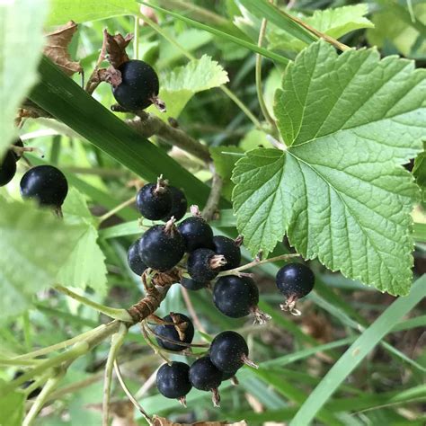 Consort Black Currant Spencer Creek Nursery