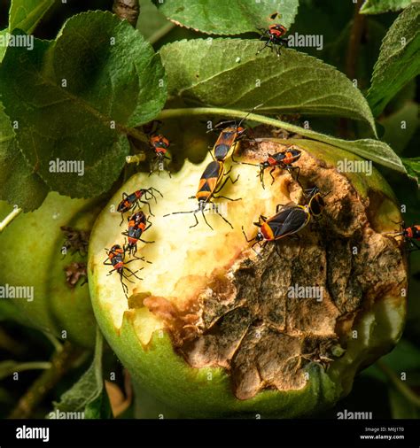 Apple Tree Bugs