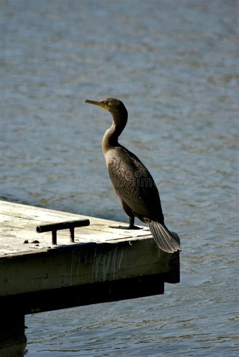 Double Crested Cormorant Or Crow Duck Stock Image Image Of Shag Pier