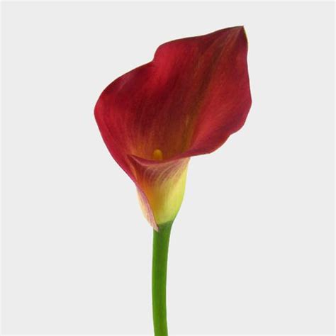 Wholesale Burgundy Mini Calla Lily Fresh Flowers