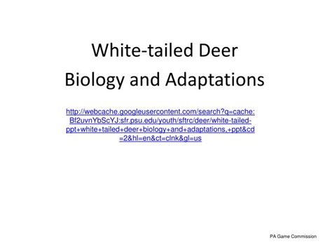 Ppt White Tailed Deer Biology And Adaptations Powerpoint Presentation