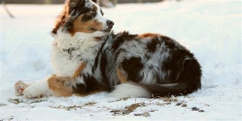 Pemfigo Foliaceo Nel Cane Cause Sintomi E Terapia Petsblog