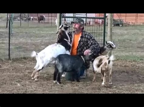 Building a cattle panel greenhouse - YouTube