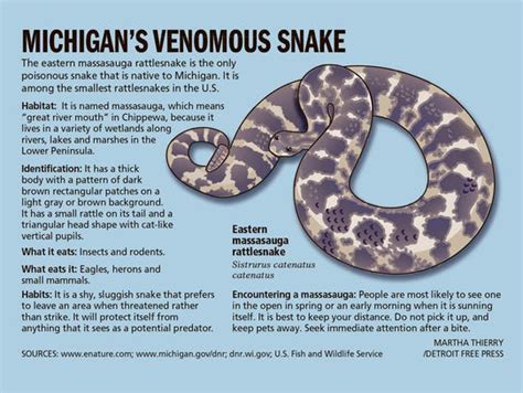 Michigan's lone venomous snake may get federal protection