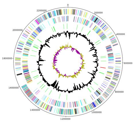 Graphical Circular Map Of The Collinsella Massiliensis Strain Gd3 T Download Scientific Diagram