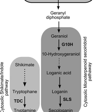 Biosynthesis Of Monoterpenoid Indole Alkaloids In C Roseus Solid