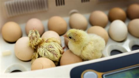 How To Keep Your Incubator At The Right Temperature For Chicken Eggs