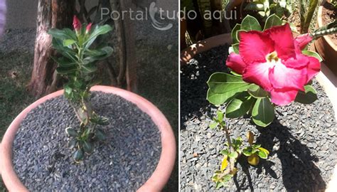 D Couvrir Kuva Vaso Para Plantar Rosa Do Deserto Thptnganamst Edu Vn