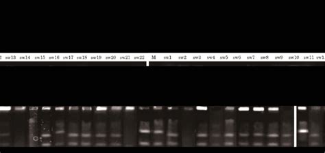 PFGE analysis of Staphylococcus warneri strains. Chromosomal DNA of S ... 