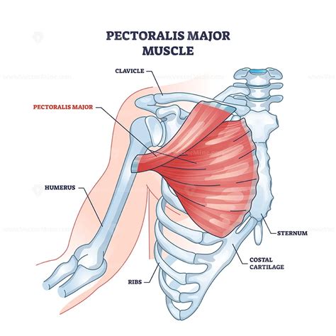 Pectoralis major muscle as human chest muscular anatomy outline diagram ...