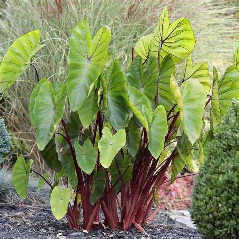 Landscaping With Elephant Ears Plant