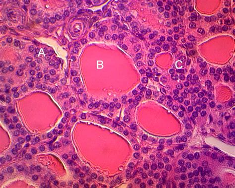 Endocrino HISTOLOGIA