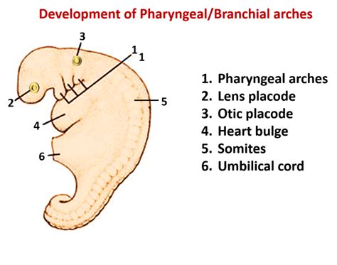 Development Of Pharyngeal Arches Pouches