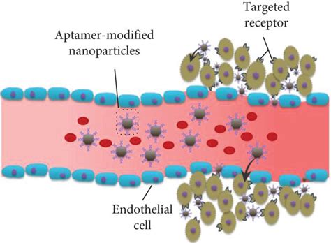 Schematic Illustration Of Tumor Targeting Nanoparticles A Passive Download Scientific