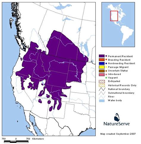 Northern Pocket Gopher Montana Field Guide