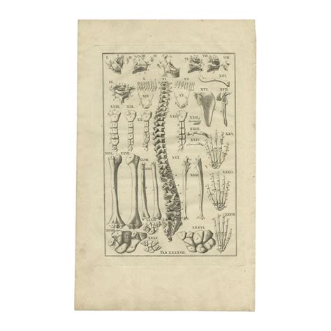 Antique Anatomy Print Of The Human Skeleton For Sale At Stdibs