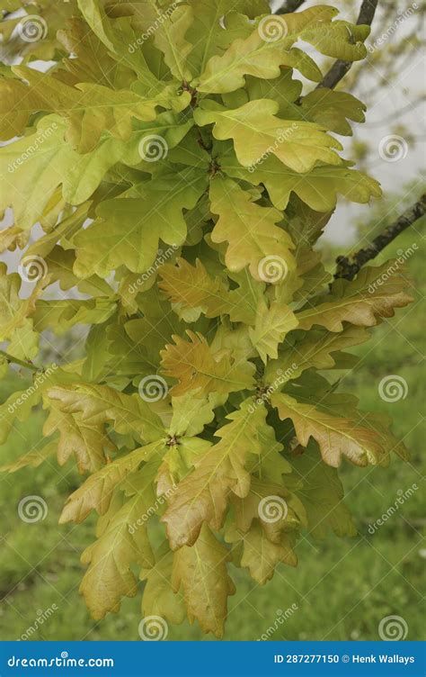 Vertical Closeup On Yellow To Range Foliage Of Common Or English Oak