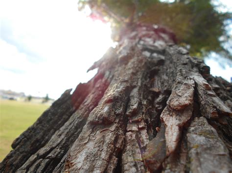 Free Images Tree Nature Branch Wood Leaf Trunk Soil Woody