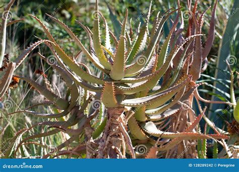 Loe Vera Cactus Del Canario De Gran Foto De Archivo Imagen De Flor