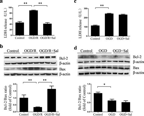 Effects Of Salidroside Sal On LDH Release And Bcl 2 Bax Ratio In