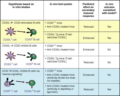 Deciphering Cd Ligand Biology And Its Role In Humoral Immunity