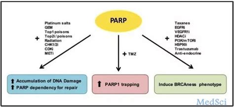 Science：《科学》癌症特刊—parp抑制剂深度盘点 Medscicn