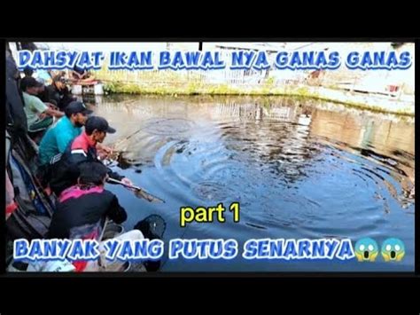 Semua Mata Tertuju Ke Angler Switer Biru Borongan Kolam Juta Di