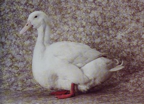 #aylesbury duck on Tumblr