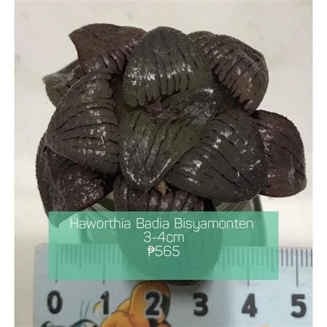 Haworthia Badia Bisyamonten Shopee Philippines