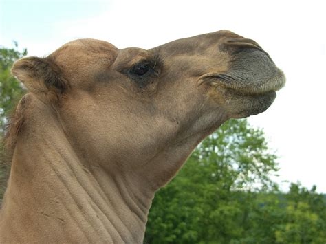 Free Images : water, sand, soil, fauna, the thirst, camel like mammal ...