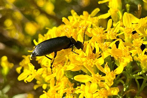 Season Finale Beetles In The Bush