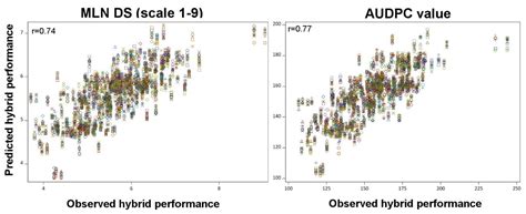 Plants Free Full Text Hybrid Breeding For Mln Resistance Heterosis