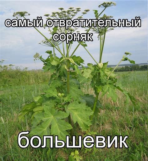Воистину | Пикабу